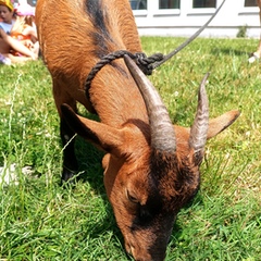 ŠD - Přijeli k nám koza Míša a beran Béďa