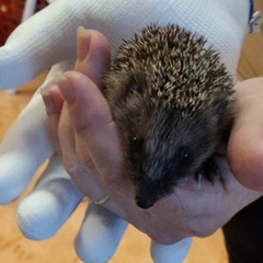 ŠD Poznáváme život ježků