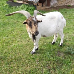 Farma Horní Loděnice