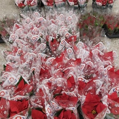 Vánoční hvězda 2025